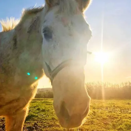 公寓 Baleal Penthouse 费雷尔